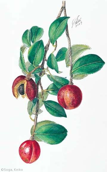 【曽我恵子:ツバキ(栽培品種;果実)(ツバキ科)Camellia japonica cv.】