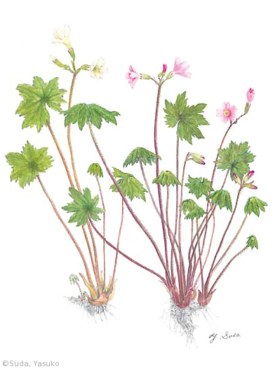 【須田靖子:テシオコザクラ、モモイロテシオコザクラ(サクラソウ科)Primula takedana, Primula takedana × P. hidakana】