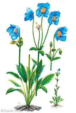 【鈴木裕美：メコノプシス・グランディス（ケシ科）Meconopsis grandis Prain】