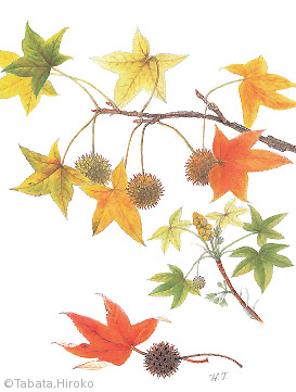 【田端裕子:モミジバフウ(マンサク科)Liquidambar styraciflua L.】