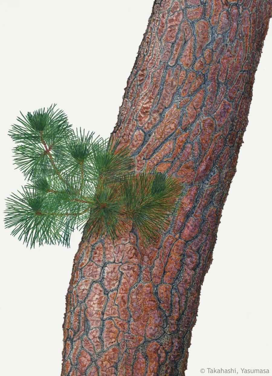【高橋靖昌:アカマツ(マツ科) Pinus densiflora】