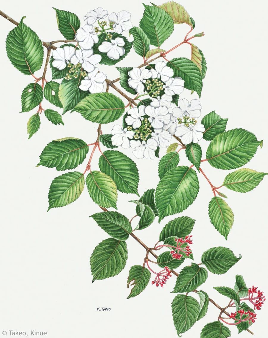 【竹尾絹枝：ヤブデマリ（レンプクソウ科）Viburnum plicatum var.tomentosum】