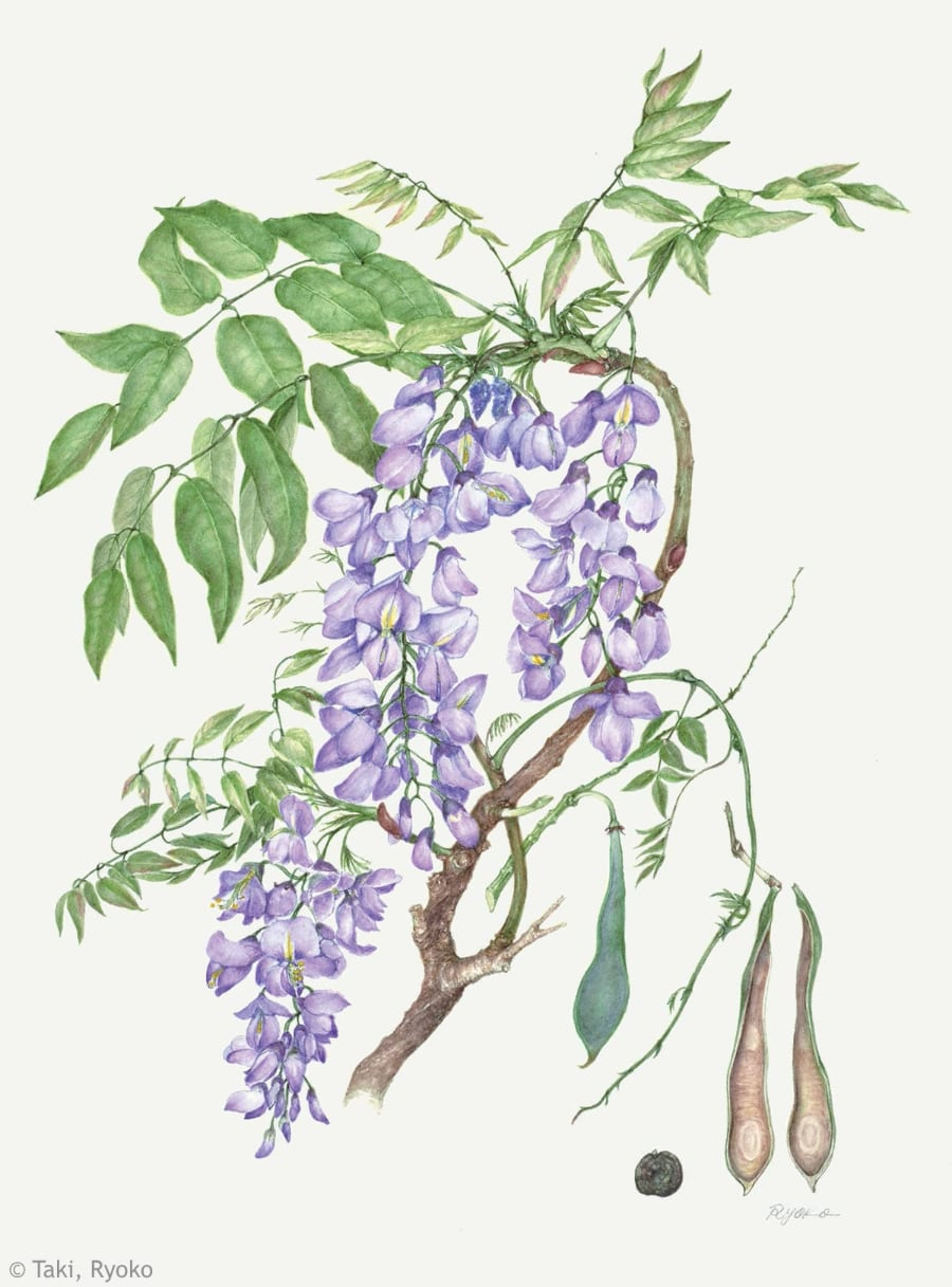 【瀧良子：フジ（マメ科） Wisteria floribunda】