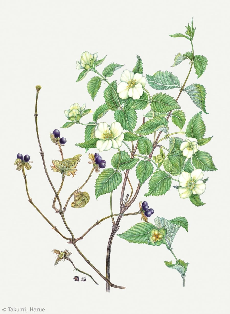 【侘美春江：シロヤマブキ（バラ科） Rhodotypos scandens】