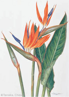【田中千壽子:ストレリチア・レギナエ(ゴクラクチョウ科(旧バショウ科))Strelitzia reginae】
