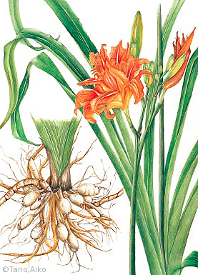 【丹尾愛子：ヤブカンゾウ（ワスレグサ科（旧ユリ科））Hemerocallis fulva var. kwanso】