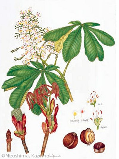 【水島一女：トチノキ（ムクロジ科（旧トチノキ科）Aesculus turbinata】