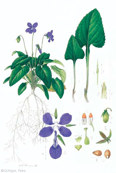 【内城葉子：リュウキュウコスミレ（スミレ科）Viola phillippica var. pseudojaponica】