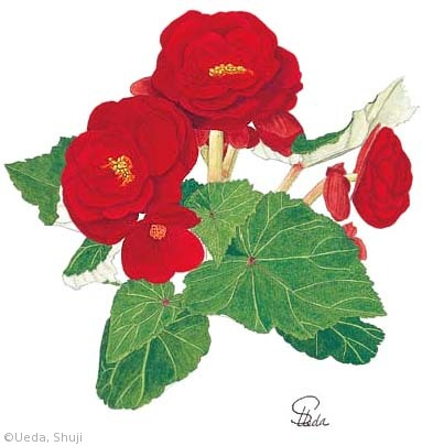 【植田修二:球根ベゴニア(シュウカイドウ科)Begonia Tuberhybrida Group】