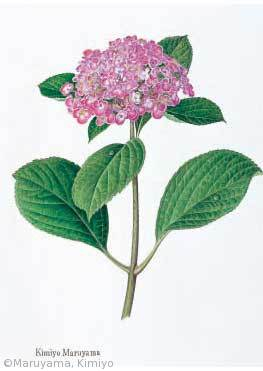 【丸山きみよ：ウズアジサイ（アジサイ科（旧ユキノシタ科）Hydrangea macrophylla ‘Concavosepala’】