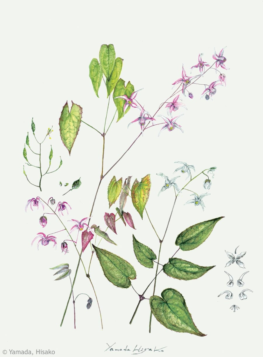 【山田ひさ子：トキワイカリソウ（メギ科） Epimedium sempervirens】