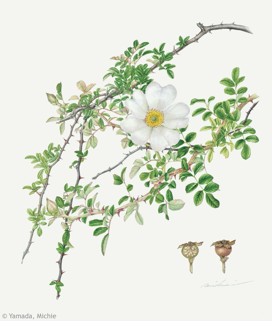 【山田道惠：カカヤンバラ（バラ科）Rosa bracteata】