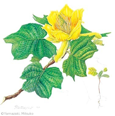 【山﨑光子:ユリノキ(モクレン科)Liriodendron tulipifera】