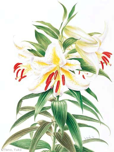 【矢野裕子:サクユリ(ユリ科)Lilium auratum var. platyphyllum】