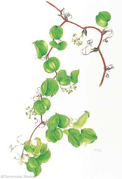 【米村悦子：サルトリイバラ（シオデ科）Smilax china】