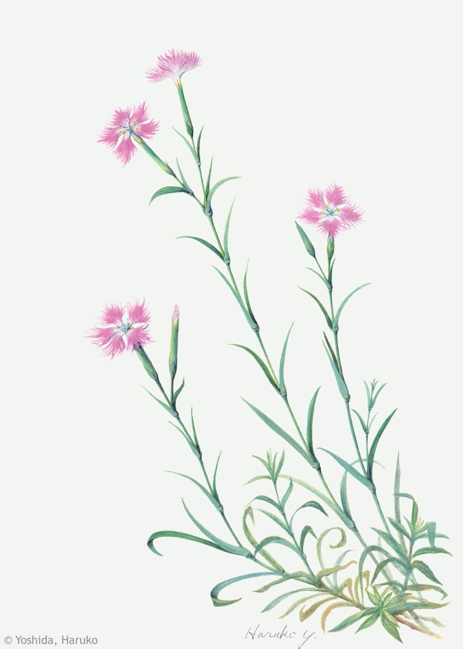 【吉田晴子：カワラナデシコ（ナデシコ科）Dianthus superbus var. longicalycinus】