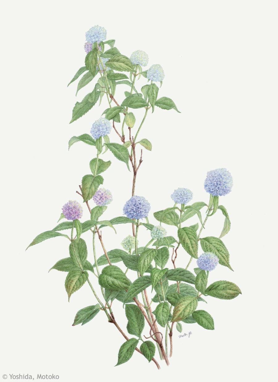 【吉田素子:ヤマアジサイ 伊予獅子手まり(アジサイ科)Hortensia serrata Iyo-shishi-temari】
