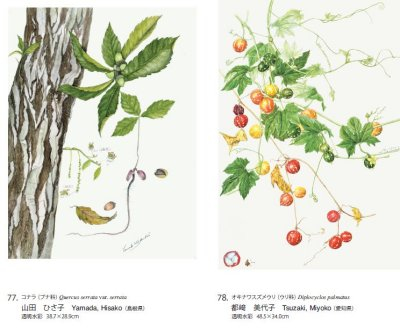 第22回・日本植物画倶楽部展 - 出版物：日本植物画倶楽部